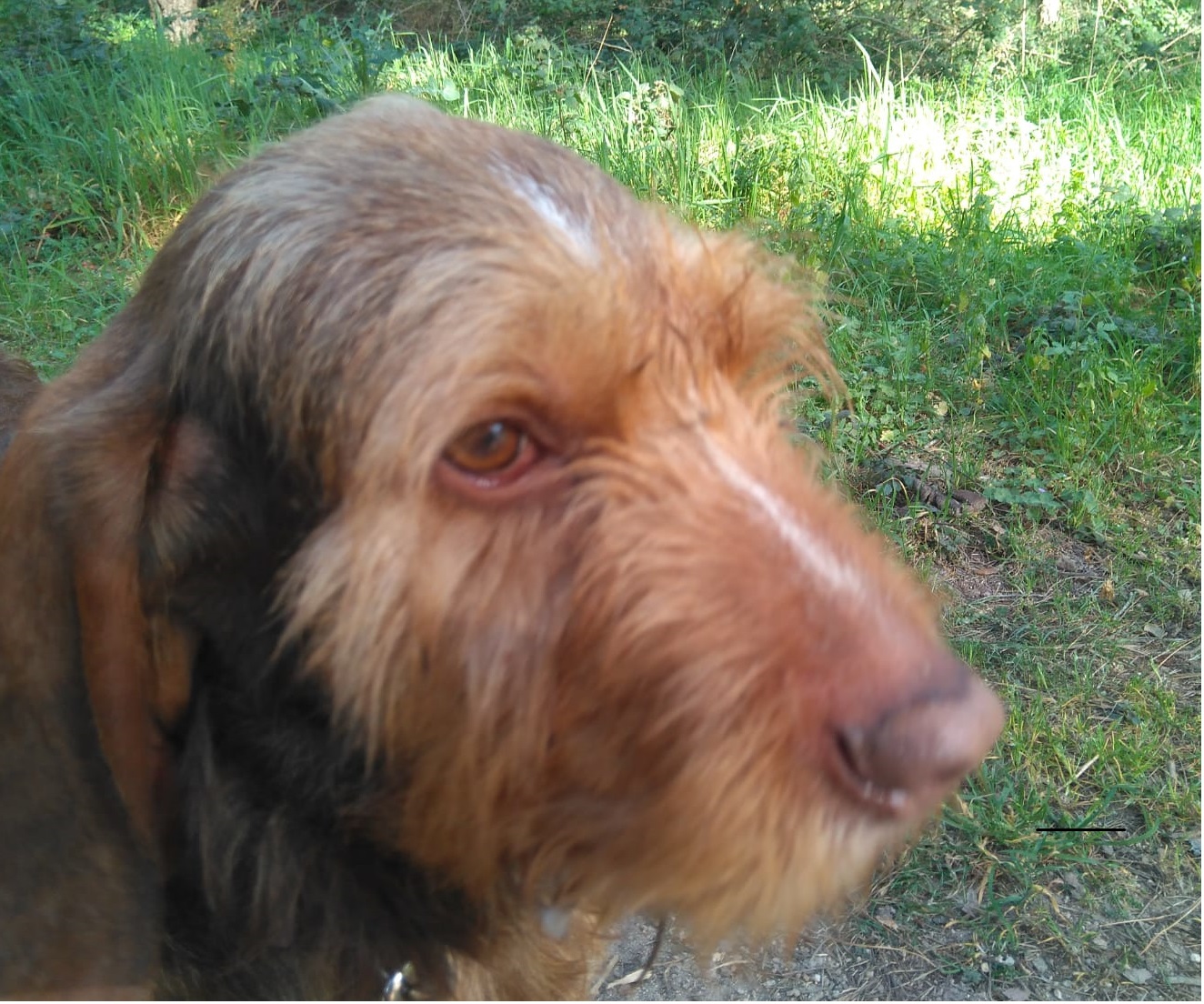 Bolton busca una familia - 2 Bolton busca una familia - 2